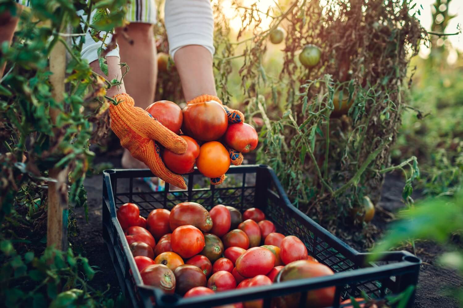 Country life, living with nature in Japan! Tips for Successful Natural Vegetable Farming in the Home Garden